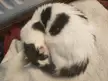 Dave, cat circle.