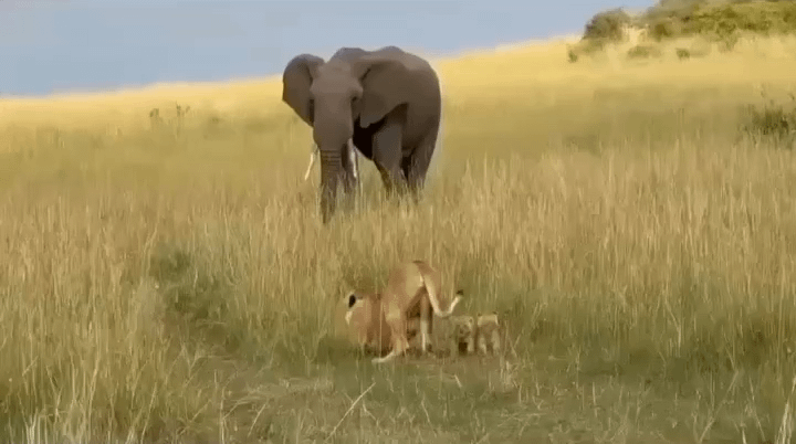 babybigcatgifs