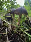 Psilocybe Caerulescens-GA