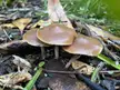 Beautiful Psilocybe Subaeruginosa - Auckland, New Zealand!