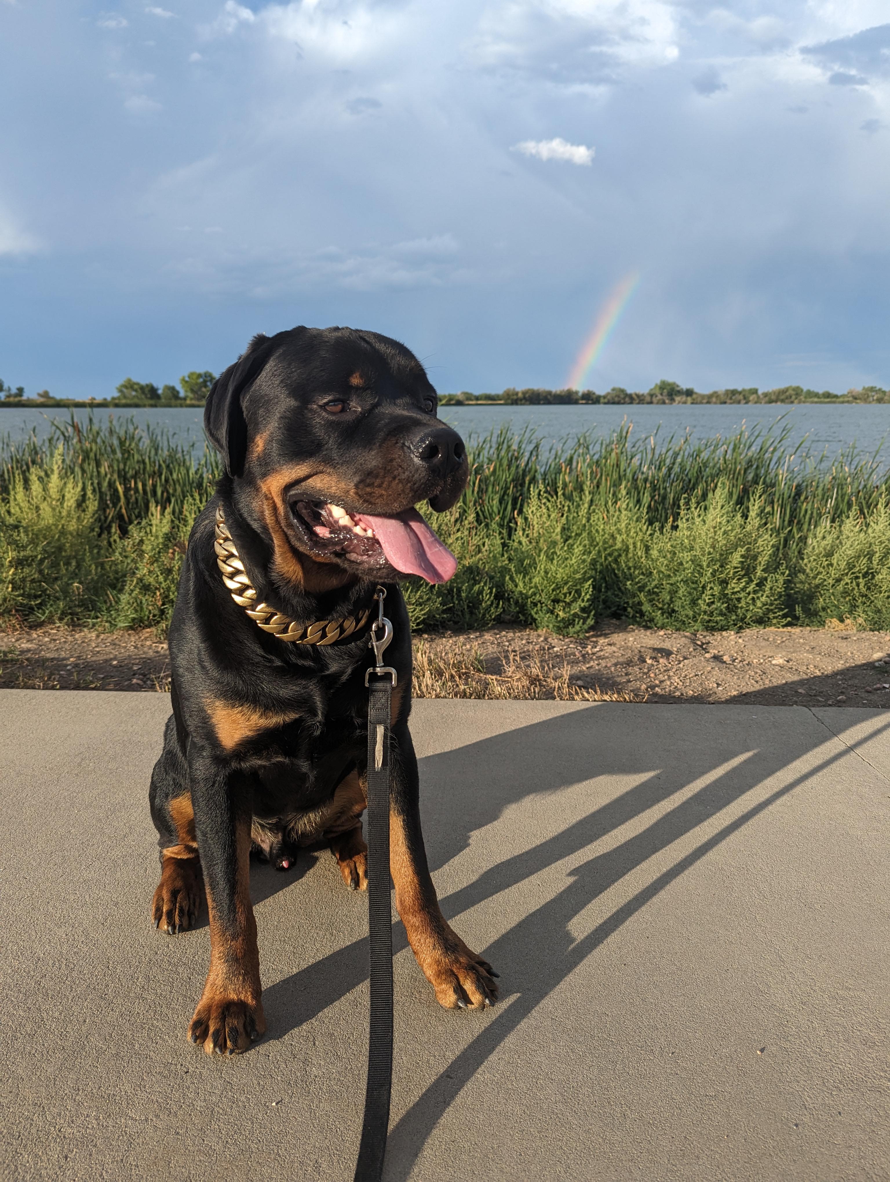 Rainbow Rottie 🌈