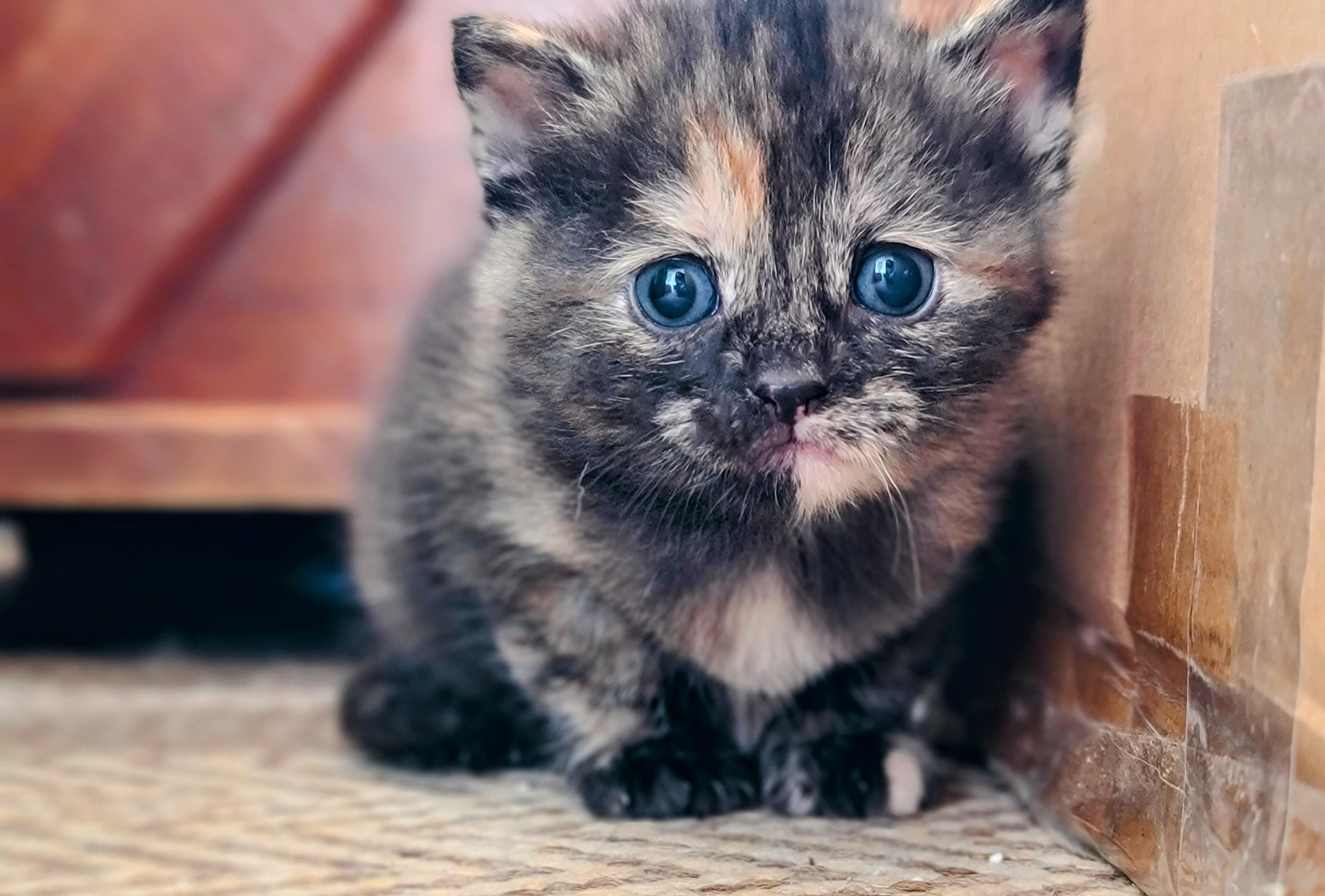 Pablo Redit Mod Discover more like Cute: Reddit, meet Pablo (because he looks like a ...