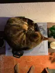 If she fits