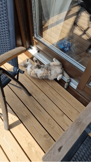 CatGifs