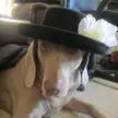 I saw what your beautiful dogs profile pic would look like. Here's my Weimaraners if she had one.