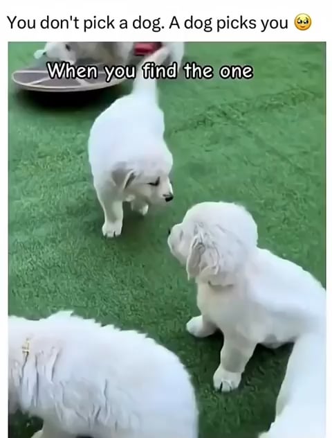 Dogsbeingderps