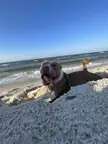 My rescue, Dexter, LOVES the beach! Does your pitty love the beach? I want to see pictures!