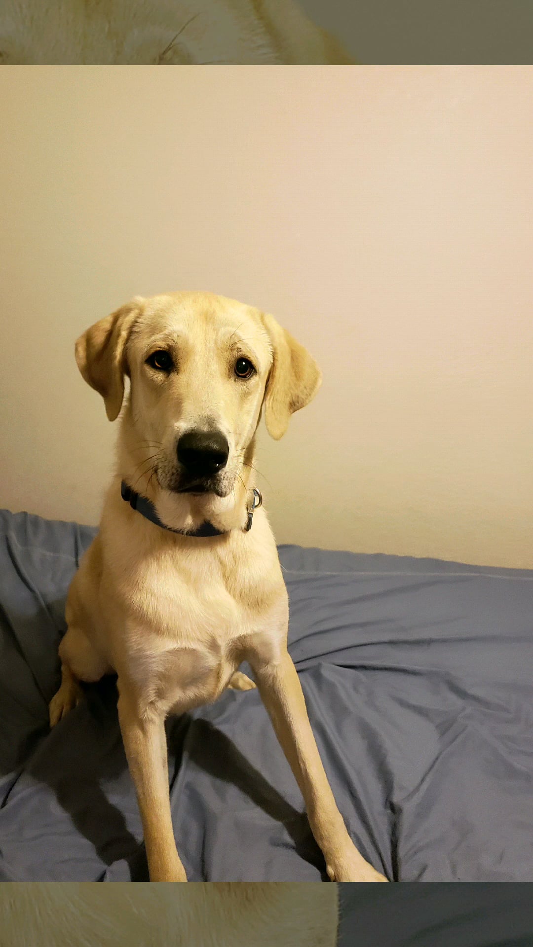 CanineMajesty