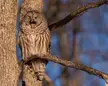 A barred owl yawning.