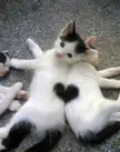 we share a heartbeat!