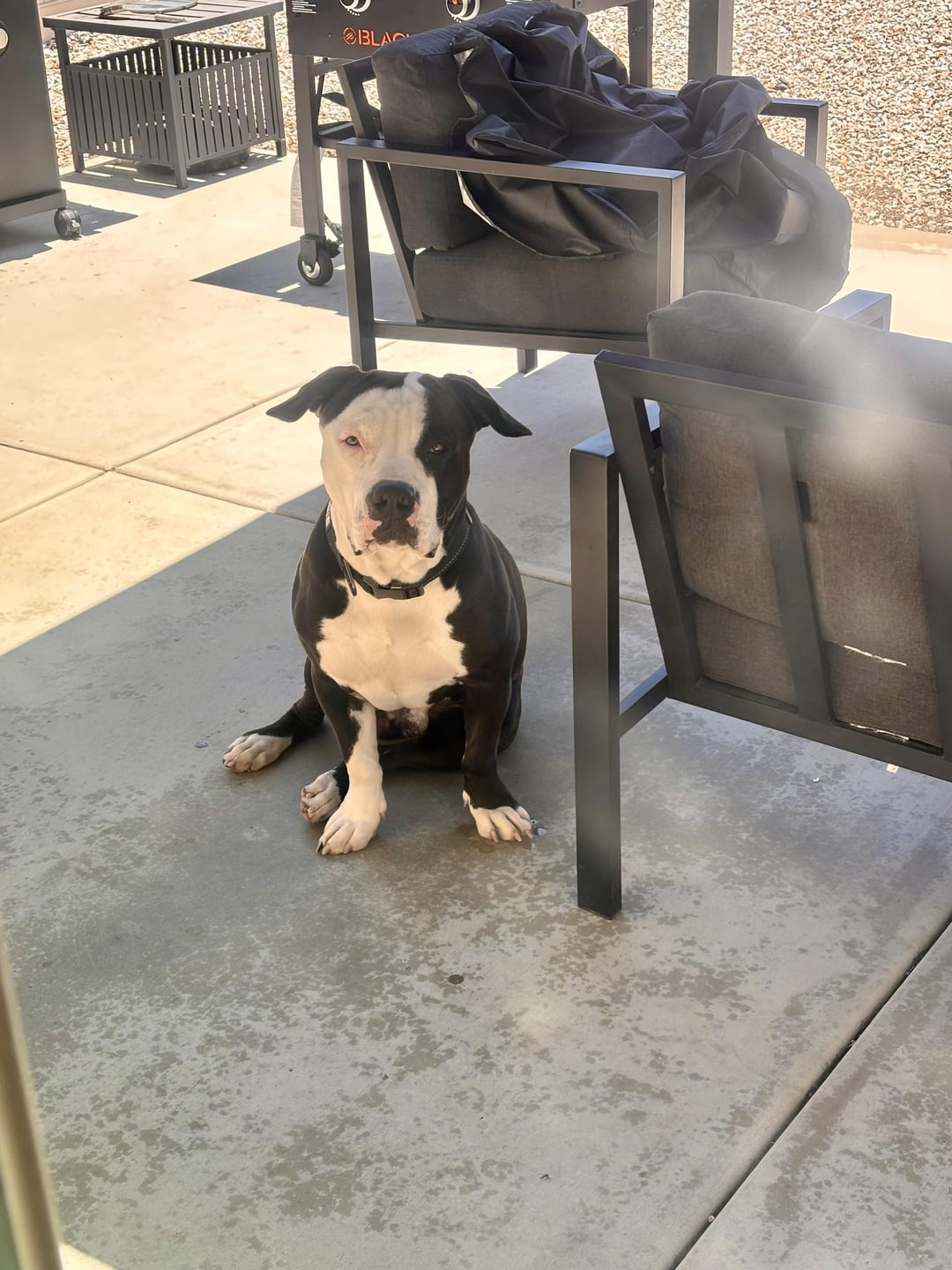 pitbulls