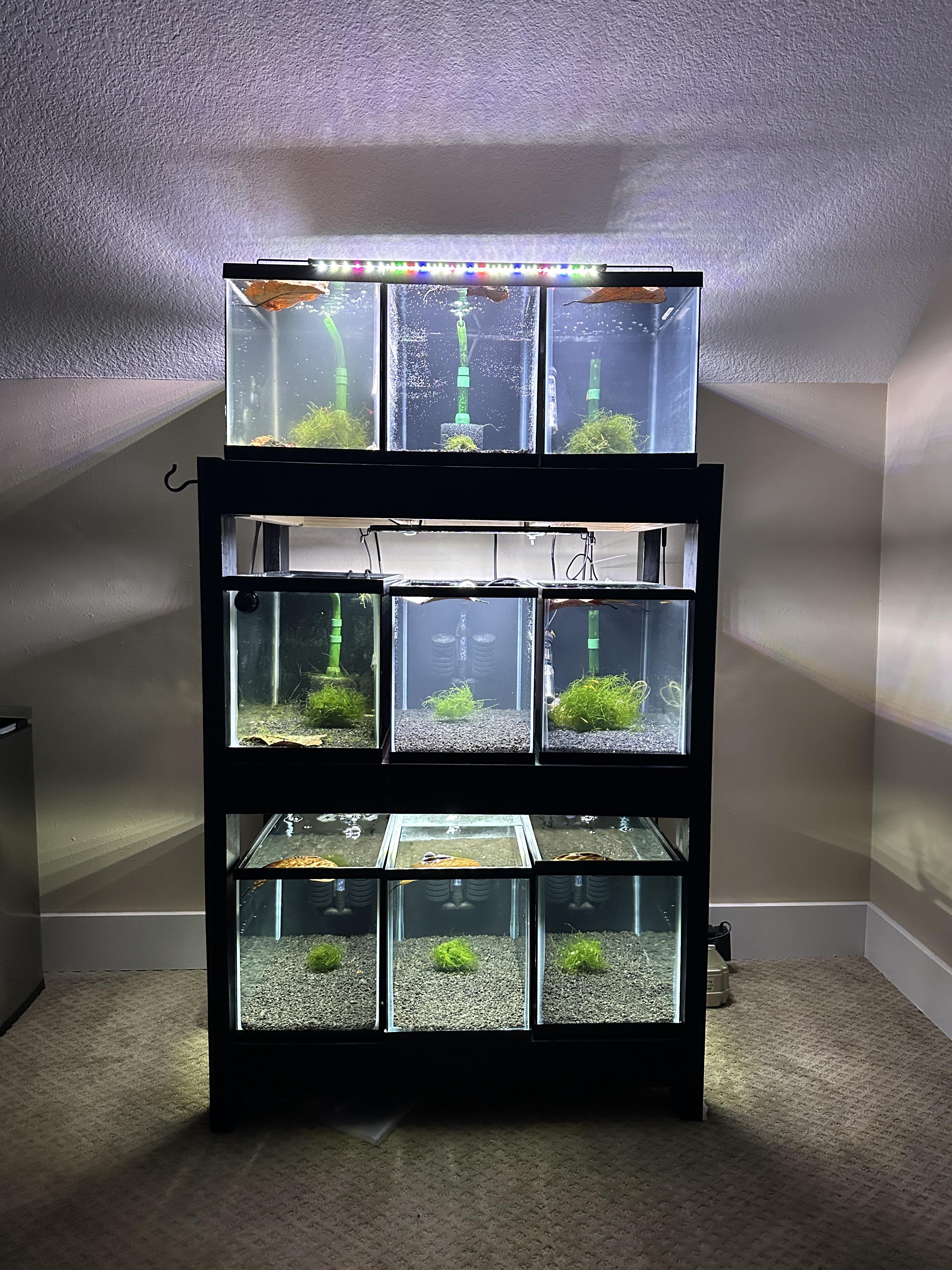 My shrimp tank turned into a shrimp rack… | Scrolller