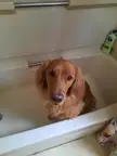 PatientDogs