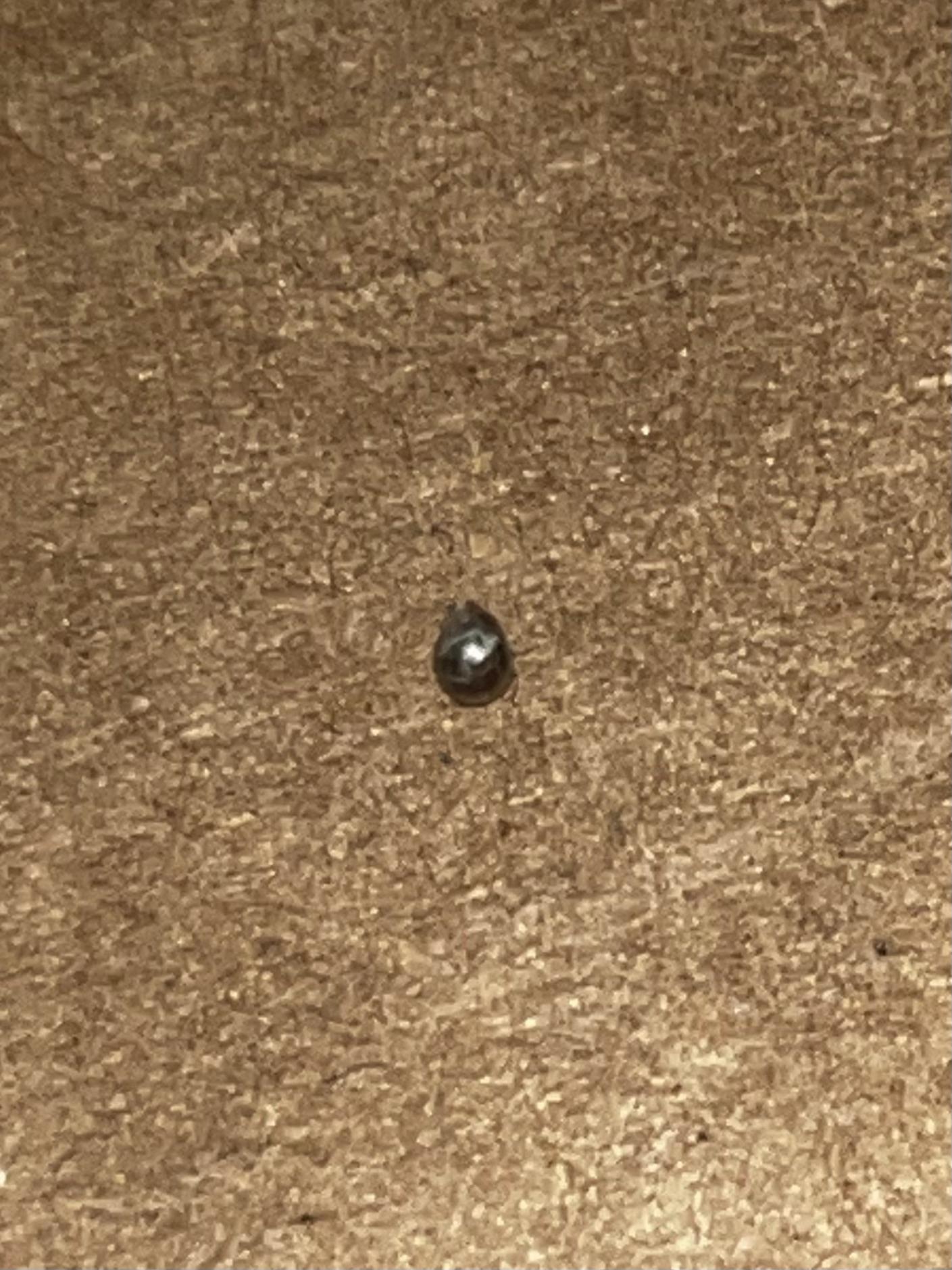 there was a zit on my neck and when it popped this pearl-like thing came out of it