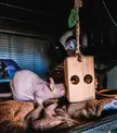 RAT FACT OF THE WEEK - Tickling Rats