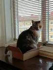 Cirilla butt-sized trap