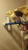 Happiest Bird