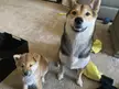 My shiba girls. Shuri (pup) and Ahsoka (big sis)