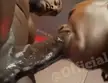 Ebony gay sex featuring a muscular black man receiving a blowjob from another black man.