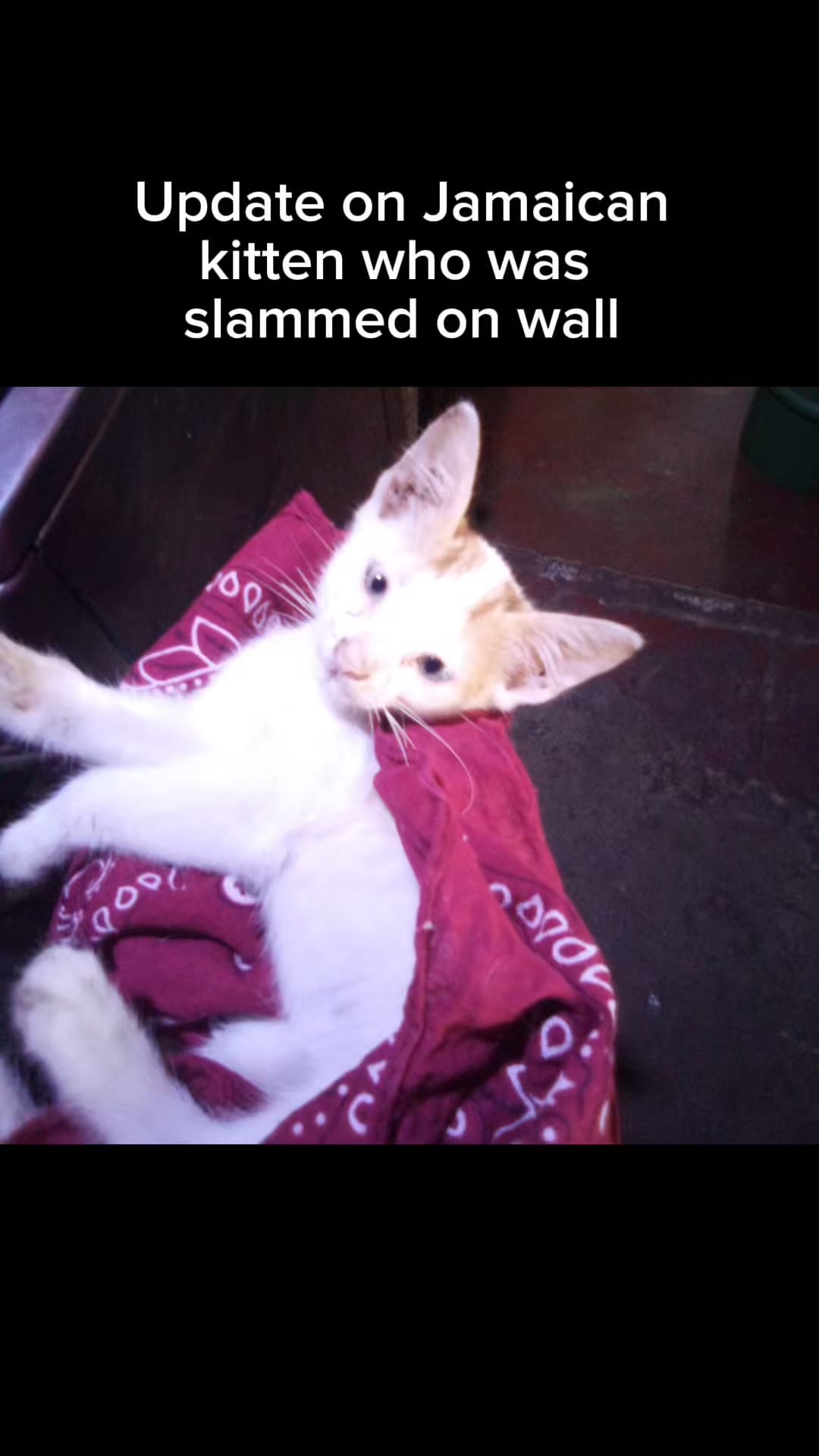 Update on Jamaican kitten who was slammed on wall