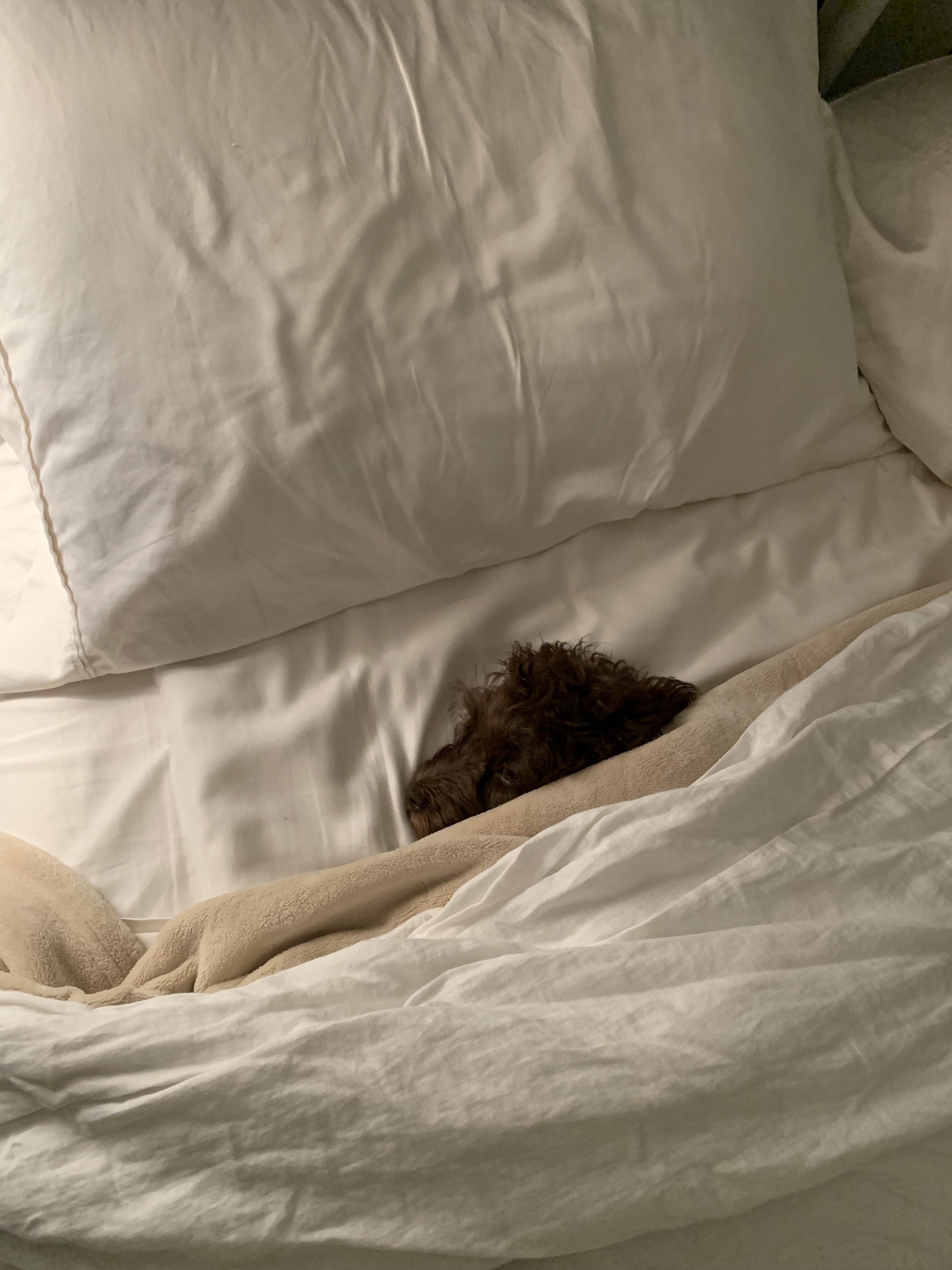 We wanted to make the bed, got a cute photo instead.