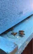 The bees tryna save the other bee by drinking the liquid. Kinda like if ur mate was stuck inside a Beer-keg, and you have to save 'em by drinking the whole dang thing. 