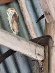 Barn owl fledgling