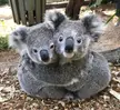 These two koalas hug each other