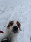 My dog making derpy face when snows arrive
