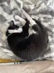 circle of fluff