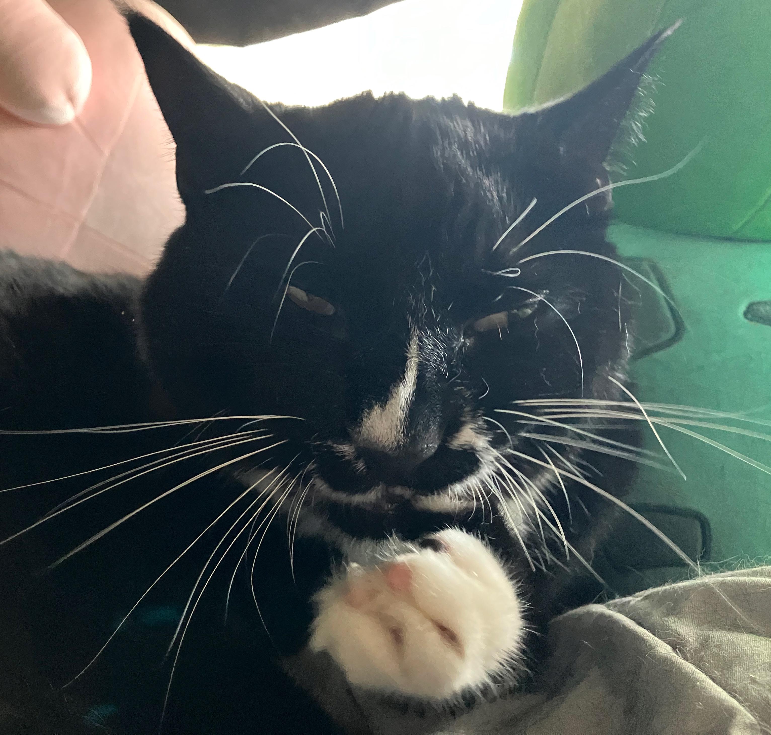 "Where's my catnip?"