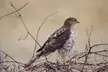 Cooper’s Hawk scoping out the birds from my back yard.