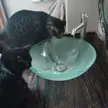 CatsInSinks