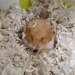 Minnie's Post-Surgery Update