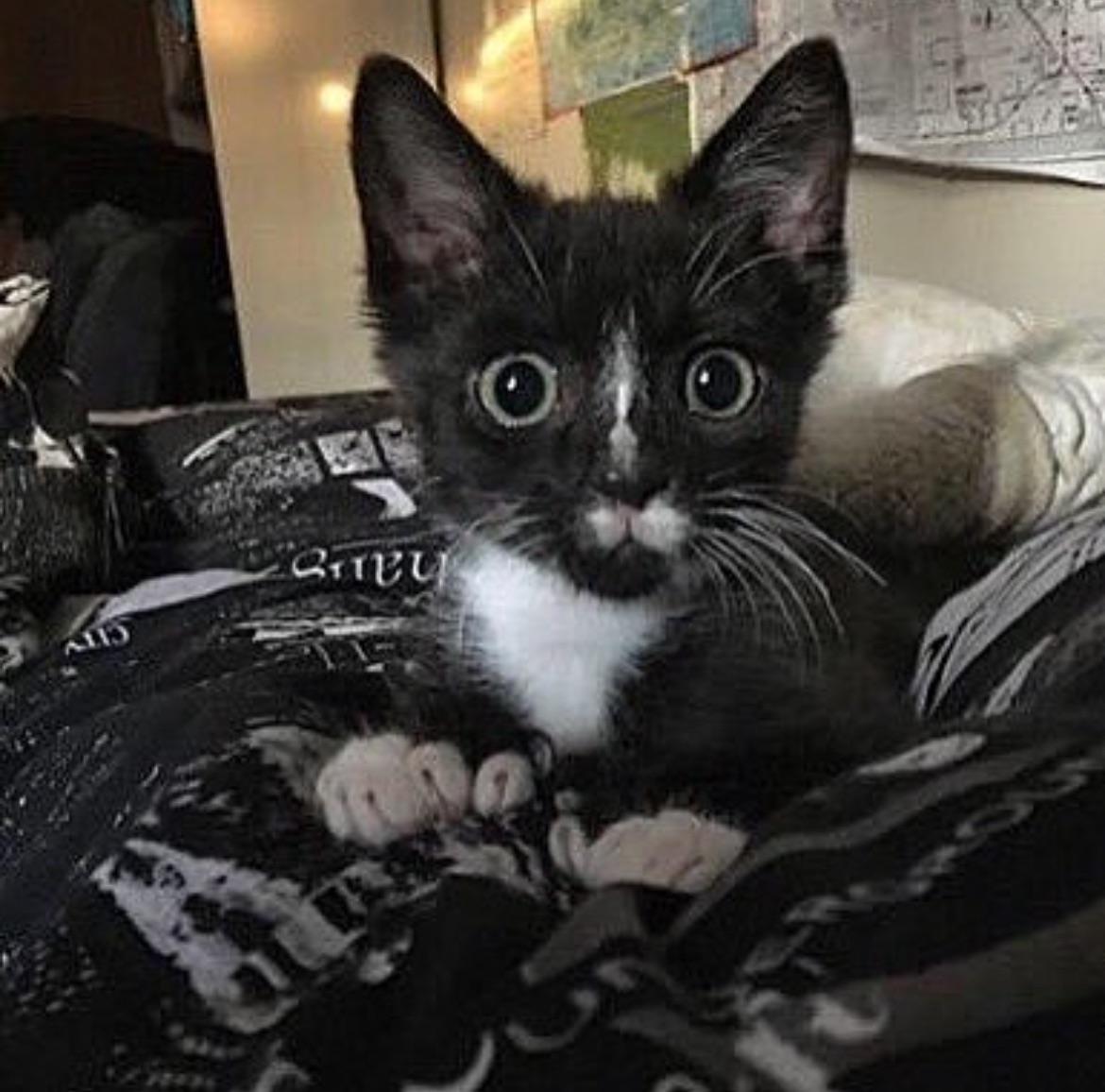 The first picture I saw of my cat Nigel. Love at first sight 😻