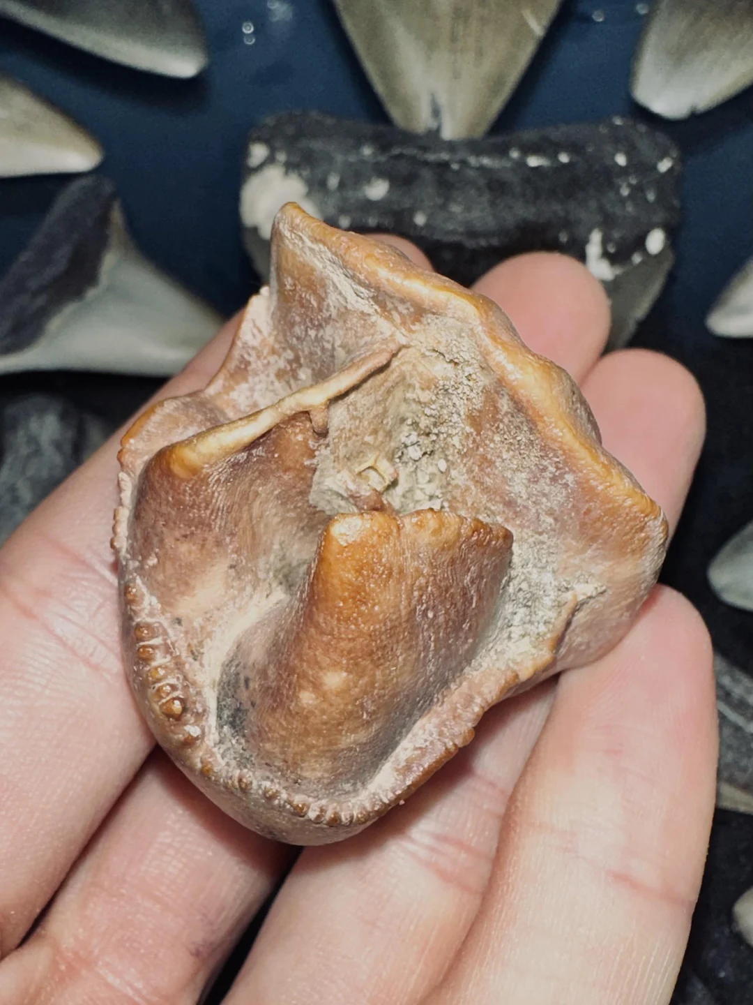 Here’s a rare tooth! Unerupted Rhino tooth. 🤪 | Scrolller