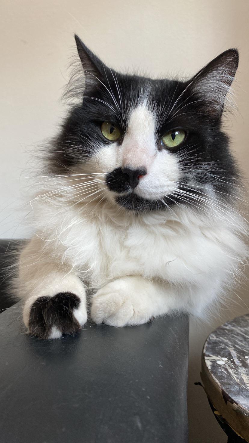 my kitten is fluffy and has a mean face, but he is very cute and I love him 😍