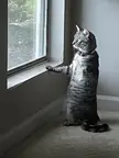 What is the meaning of life?