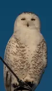 Snowy Owl Scowl!