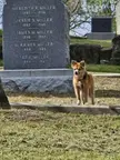 My Findagrave photography Assistant. I think she needs a raise :)