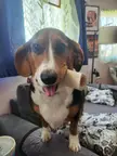 Find me a basset beagle 2ho doesn't get overjoyed when given a big bone