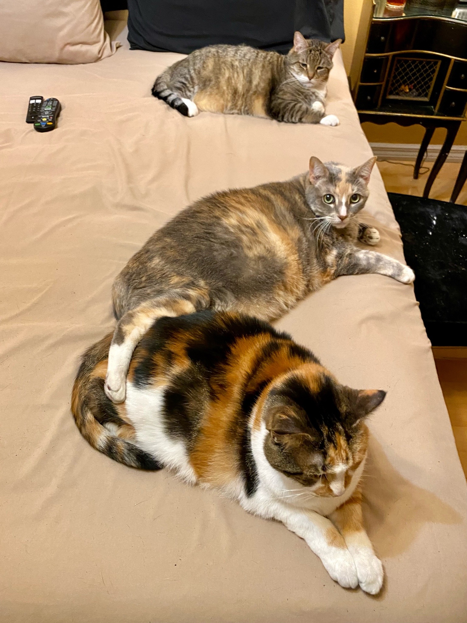 Dixie and her babies.