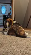 Sassy Sploot!