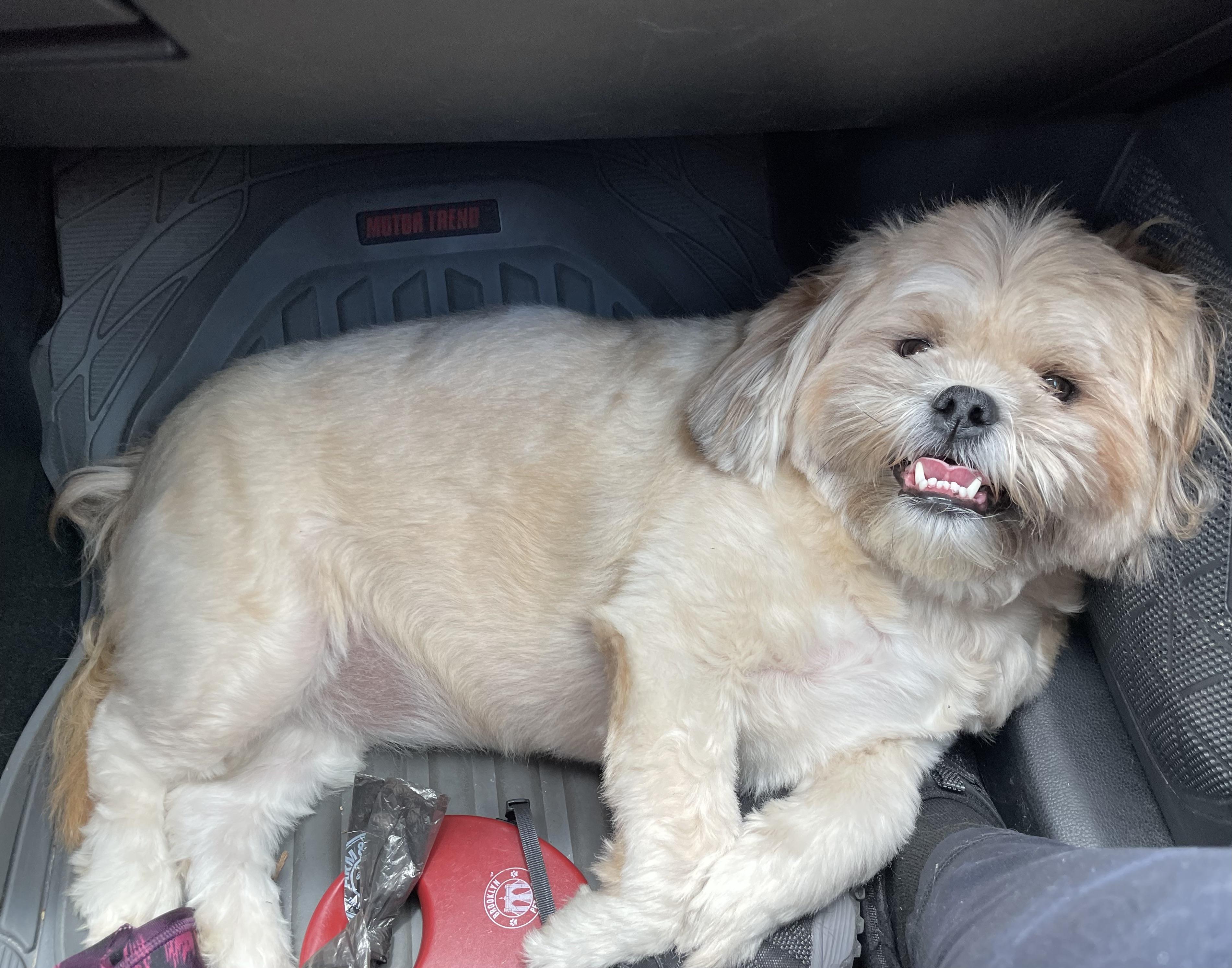 Troy The World’s Biggest Shih Tzu