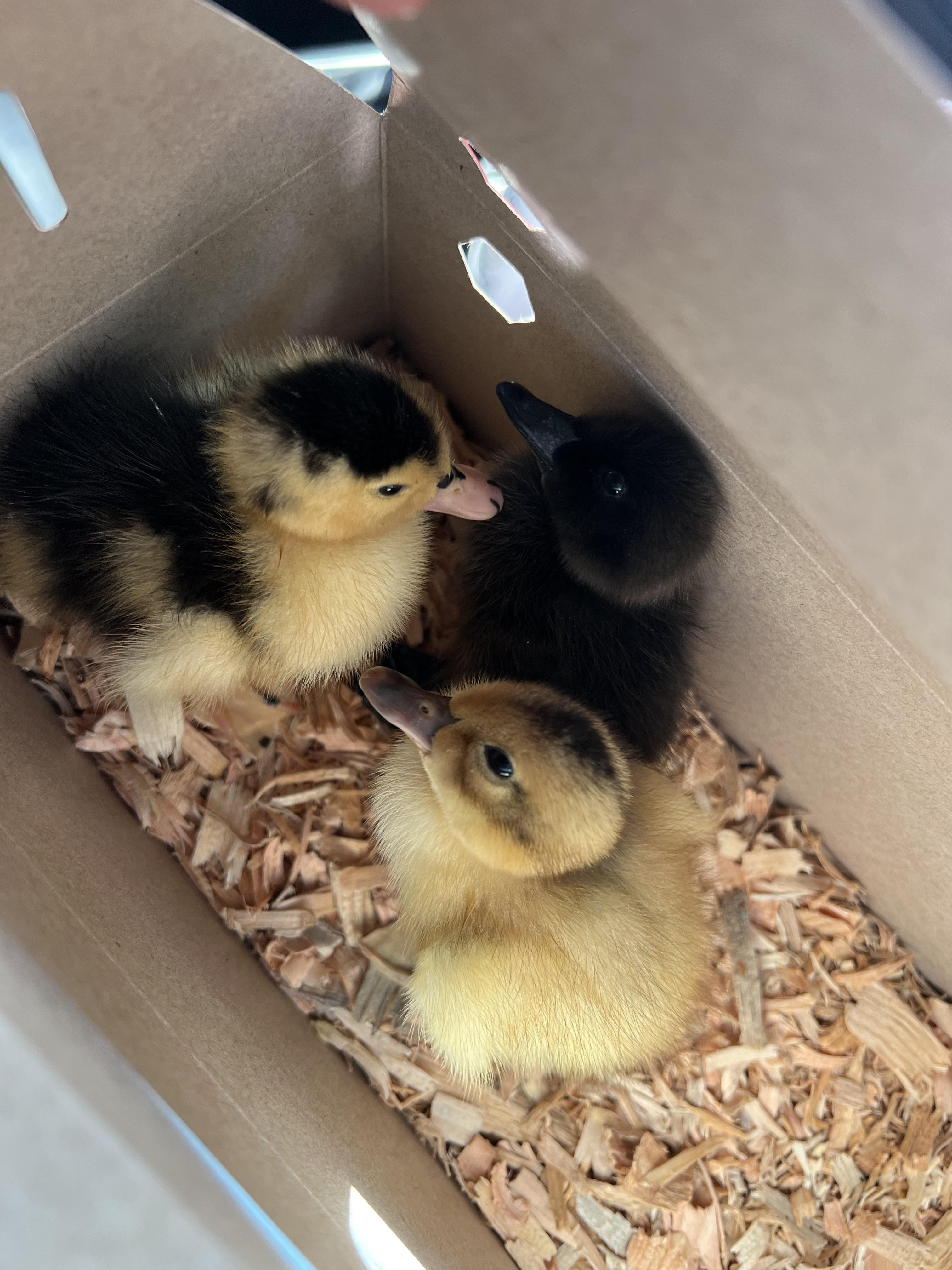 Tractor Supply Ducks For Salenull