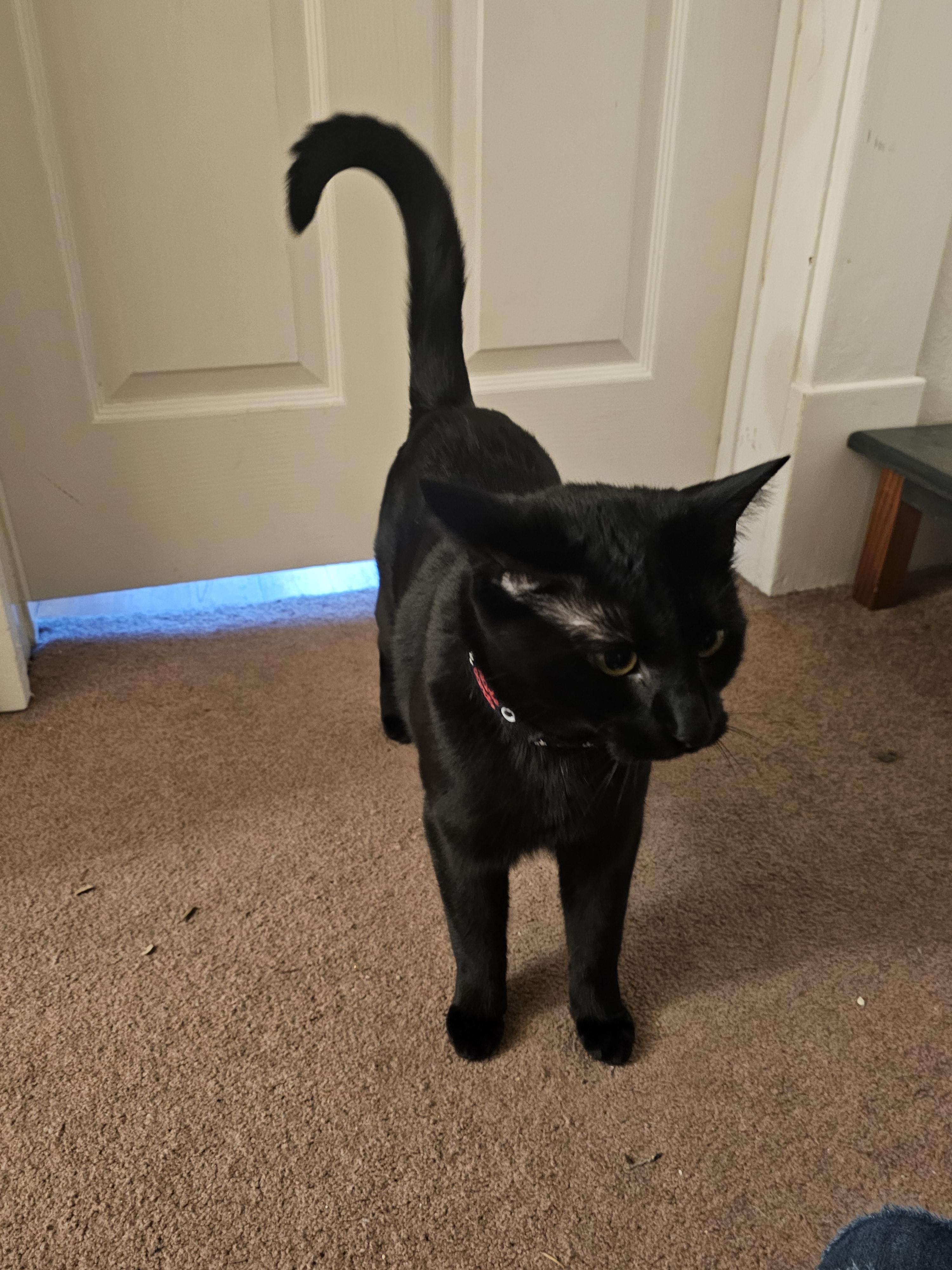 A black cat walking across a carpeted floor toward a white door.