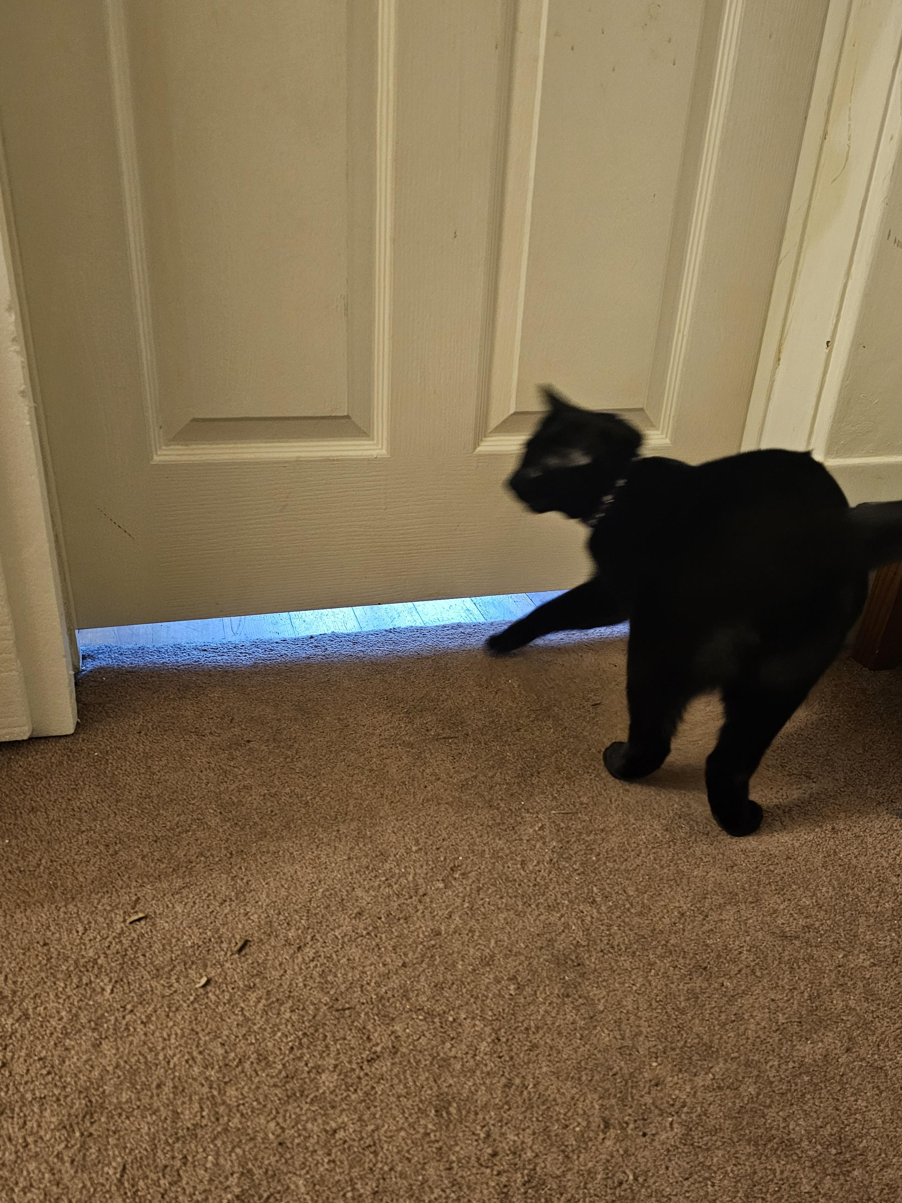 A black cat walking across a carpeted floor toward a white door.