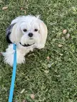 10 month old Maltese 