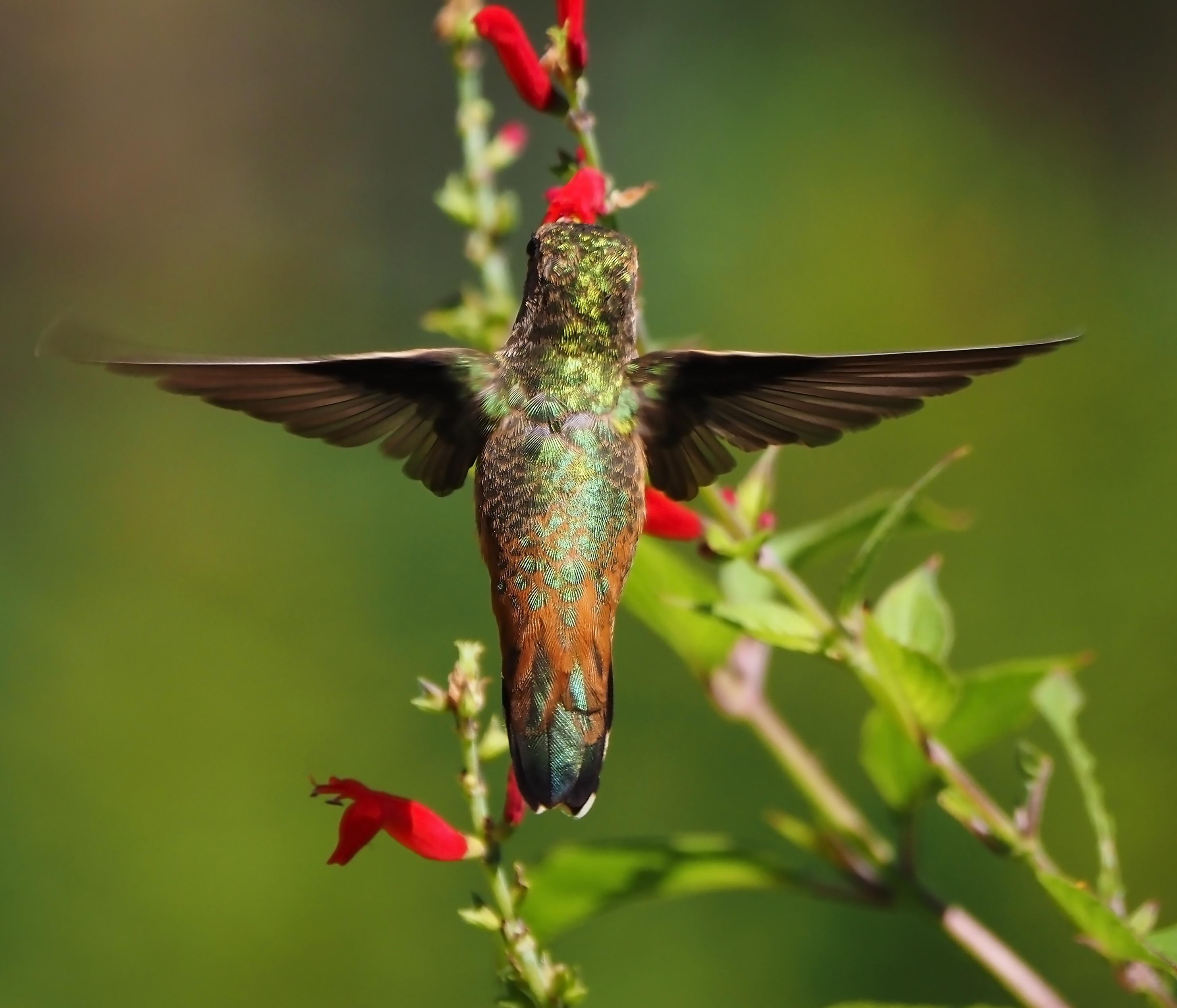 Took a photo of a hummingbird mid flight yesterday