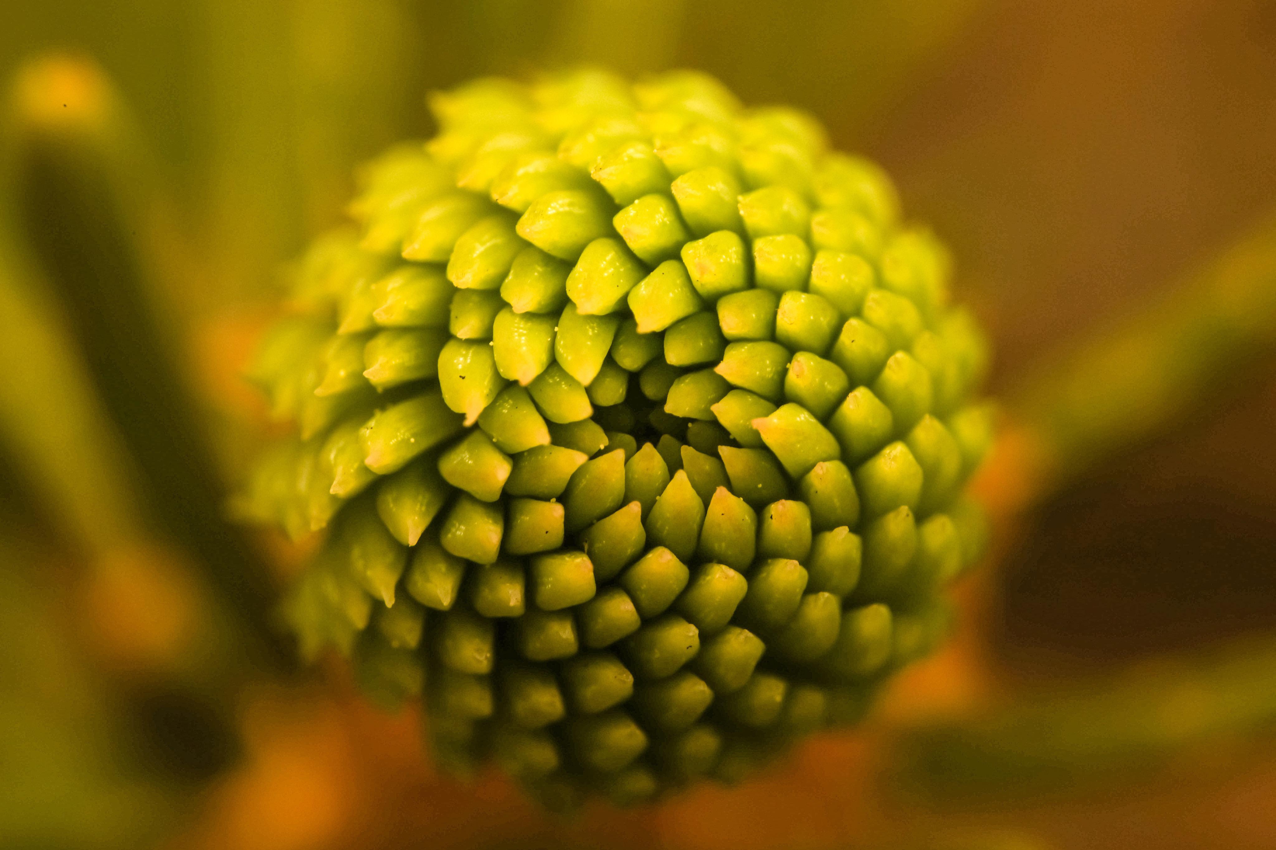 Pine cluster before sprouting a pine cone